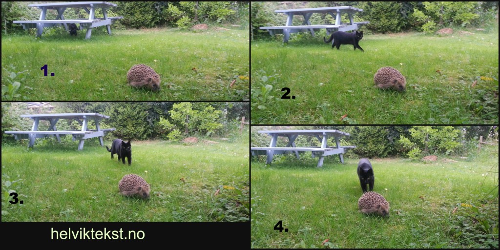 Fire bilete av ein svart katt som nærmar seg eit pinnsvin i ein hage.