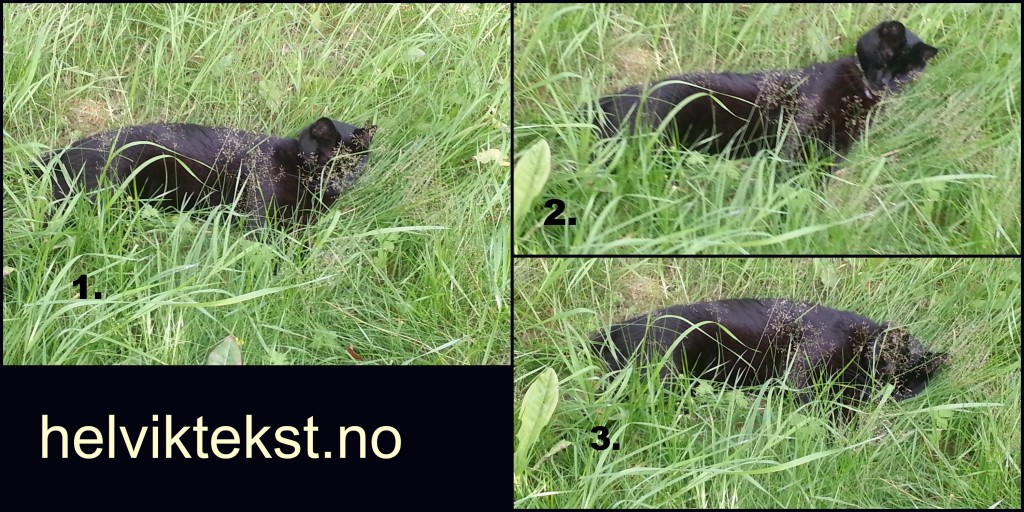 Tre bilete av ein svart katt som kviler i graset.