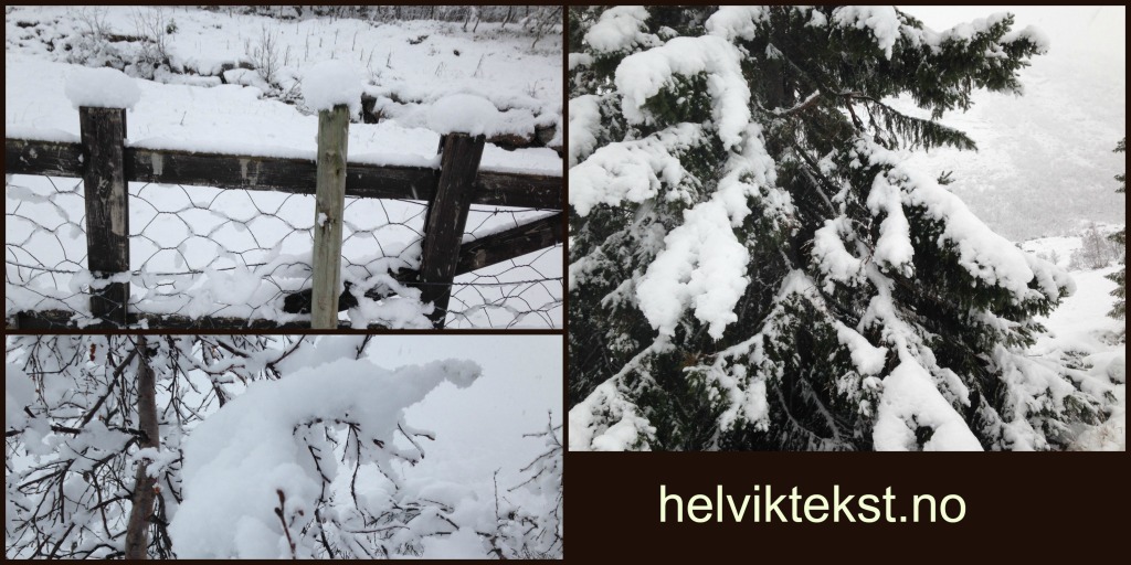 Ei grind med masse nysnø på. Eit grantre med snø på, og greinene på eit lauvtre fullt av snø.