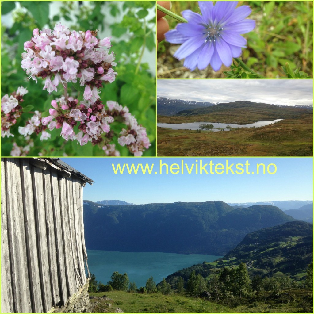 Bilete av diverse blomar, eit fjellvatn og ei gamal løe over Sognefjorden.